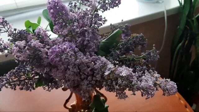 ?ПОЖАРНАЯ МАШИНА?ЗАЦВЕЛ ДЕКАБРИСТ В МАЕ? смотреть онлайн