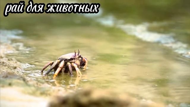 Красивые водные животные. Звуки прекрасных животных: рыбы, кошки, собаки, птицы, лошади - часть 46 смотреть онлайн