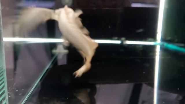 TOKO IKAN HIAS PREDATOR TERGOKIL‼️FEAT ESHA VLOG DI JUPITER AQUARIUM смотреть онлайн
