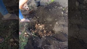 посадка саженцев голубики в открытый грунт