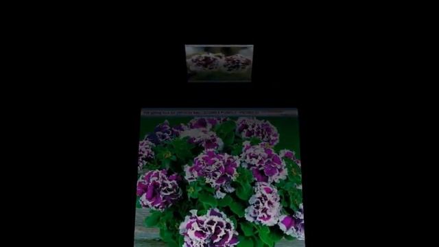 Hạt giống hoa dạ yên thảo kép DOUBLE PETUNIA màu tím смотреть онлайн