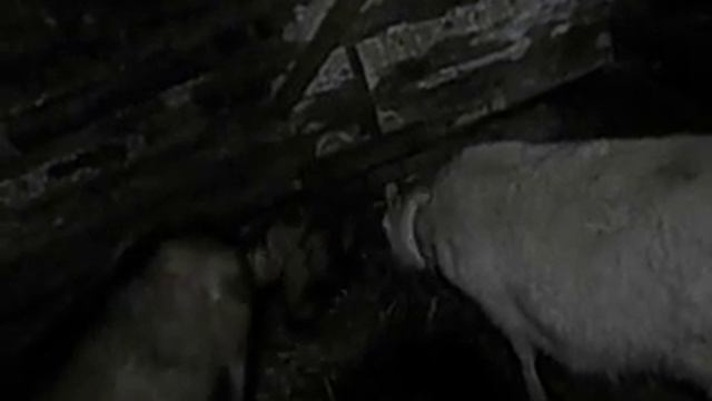 Гендерное общество в Кузбассе. Нужно ли оно нам такое счастье? смотреть онлайн