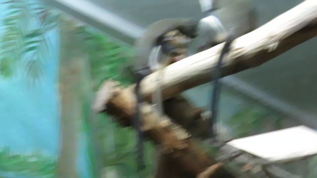 Семейство мартышек бразза с малышами 27.11.2019 смотреть онлайн