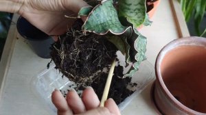 Сансевиерия Silver Blue. Kirkii или Bhitalae? Особенности сорта/пересадка