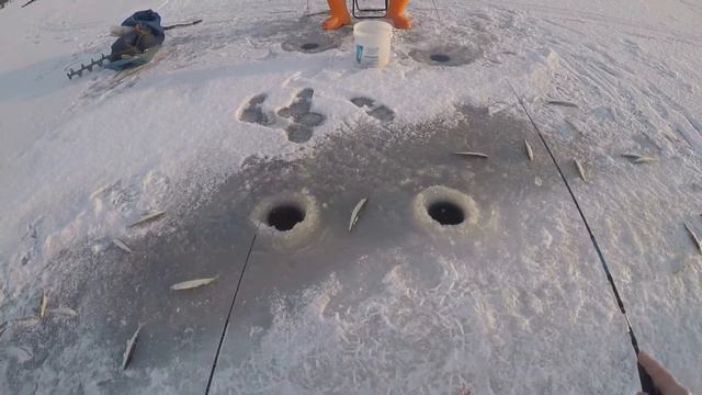 Махалки, корюшка малоротка смотреть онлайн