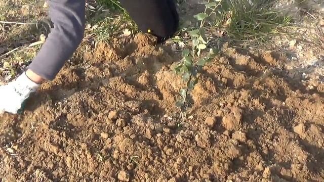 Chêne quercus ilex truffier смотреть онлайн