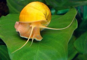 Как сохранить икру ампулярий!