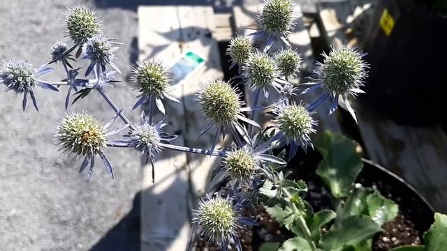 Eryngium : Planum Blue Hobbit смотреть онлайн