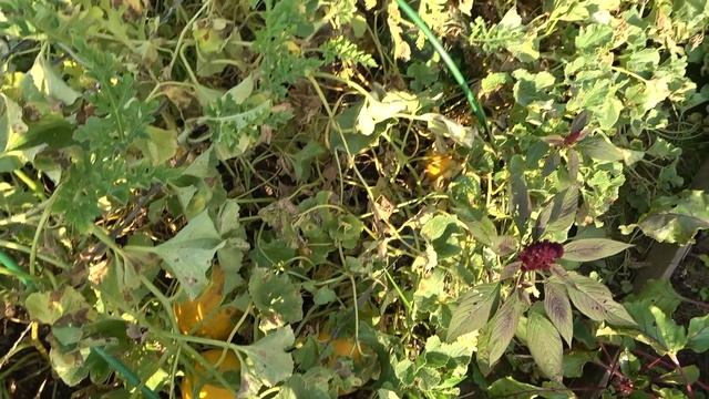 : соток 10 августа 2021 года. Хроника. смотреть онлайн