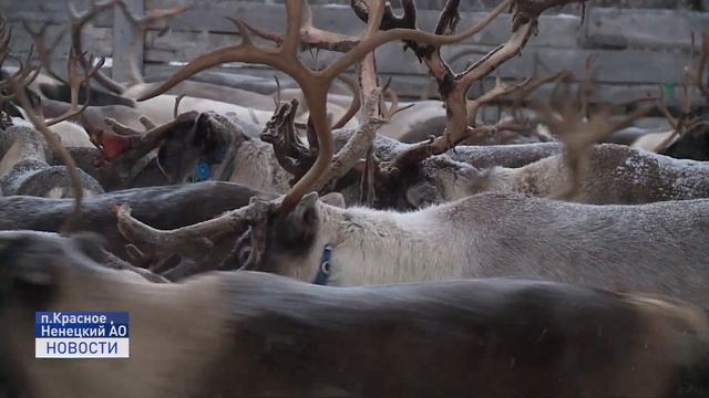 УБОЙНАЯ КАМПАНИЯ В СПК "ХАРП" смотреть онлайн