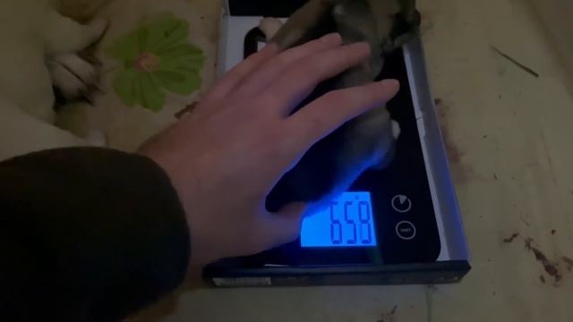 Вес щенков в 5 дней, ДЕВОЧКА РЕКОРДСМЕНКА!!!! Западносибирские Лайки в Санкт-Петербурге. смотреть онлайн