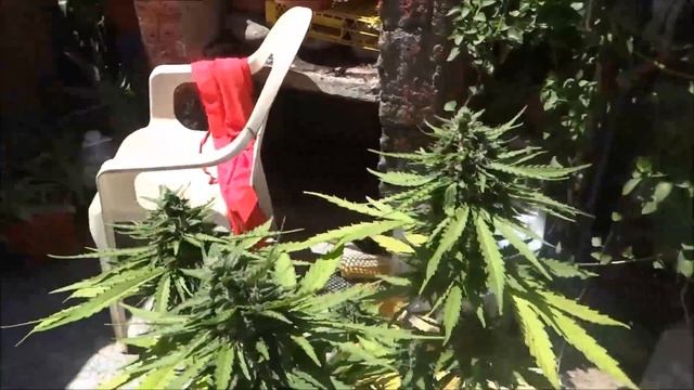 Auto Mazar and Deimos - Seguimiento #automazar #deimos #autoflowering смотреть онлайн