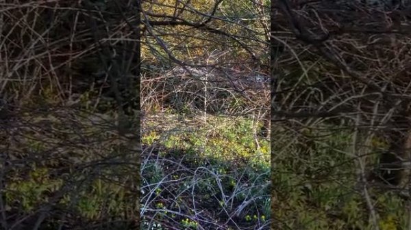 Snowdrops - discover how to identify snowdrops