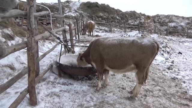 Убавили телкам дробленку. смотреть онлайн