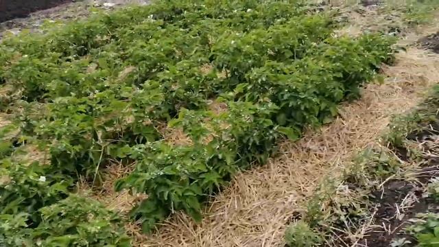Утепляем картошку! Спасаем от жары. Посадка в гребни похоже лучший вариант на тяжёлой почве! смотреть онлайн