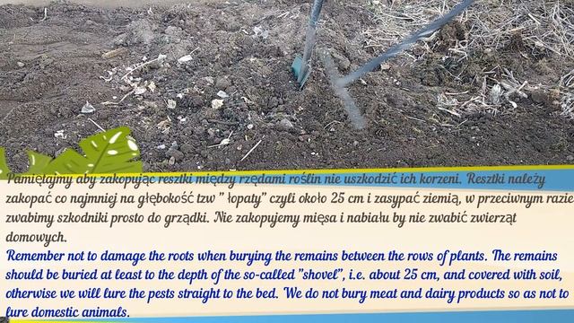 Kompostowanie na grządce. Zakop resztki kuchenne w grządkach a twój plon będzie 3 razy większy смотреть онлайн