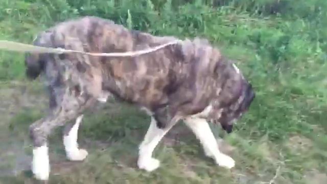 Лукас САО из АзиатКО смотреть онлайн