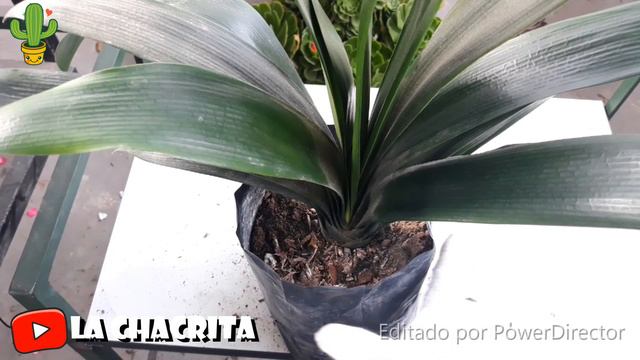 CLIVIA LA HERMOSA - CLIVIA THE BEAUTIFUL смотреть онлайн