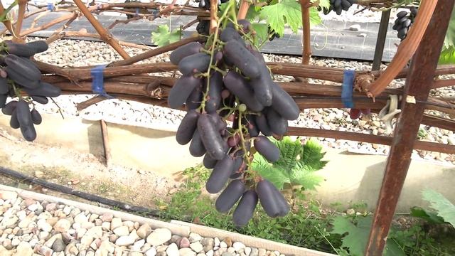 Кишмиш Хесино первый урожай. Ильи Королев (Подмосковье) смотреть онлайн