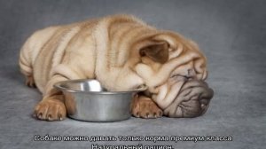 Чем кормить шарпеев в домашних условиях: какой корм лучше