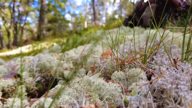 Один день на Ладожских шхерах смотреть онлайн