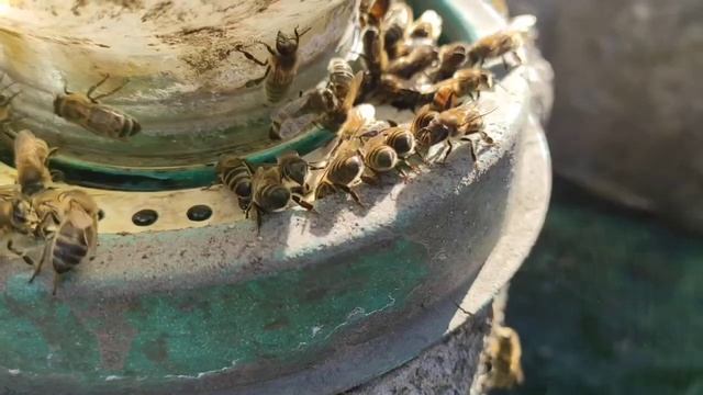 Работа с пчёлами в марте смотреть онлайн