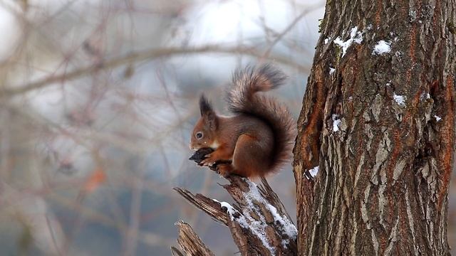 Белка. Орех. Классика. Sciurus vulgaris. Звери Беларуси. смотреть онлайн