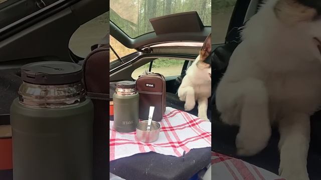 НОВИНКА, которую очень быстро раскупают! И смешная собака