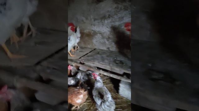 Домашний Зоопарк 1 часть (первое видео) смотреть онлайн