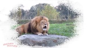 УЧИМ ЗВУКИ ЖИВОТНЫХ / развивающие мультики для детей