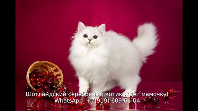 Вот такой пышный, с роскошным хвостом, Шотландский котик хайленд страйт смотреть онлайн