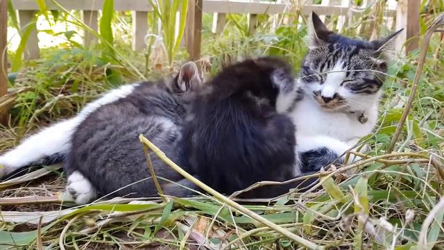 Кошка с котятами спит на травке - Смешные животные - Приколы смотреть онлайн