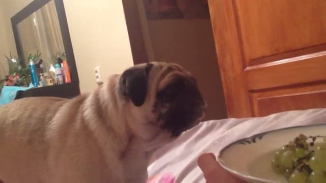 Мопс ест виноград смотреть онлайн