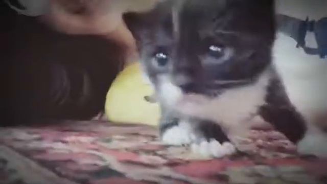 Мими киса смотреть онлайн