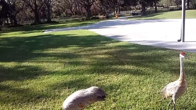 Greedy birds смотреть онлайн