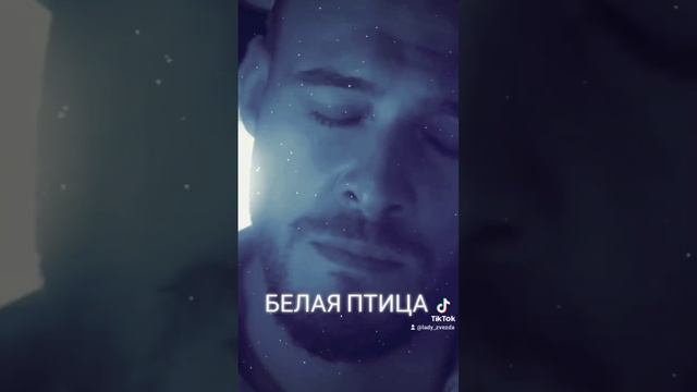 Ваенга-белая птица