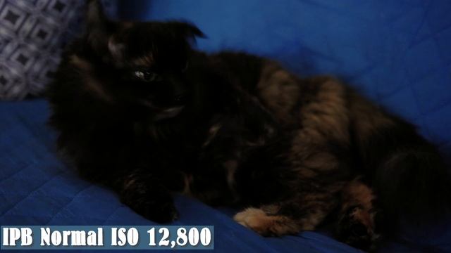 Canon EOS R6 | Firmware Version 1.3 Review | IPB Light compression comparison смотреть онлайн