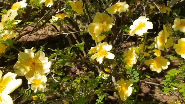 Rosa xanthina 'Canary Bird' růže zlatožlutá смотреть онлайн