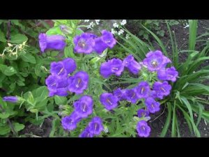 Двухлетний колокольчик"чашка с блюдцем" Особенности выращивания. От посадки до цветения.