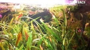 Торфяная таблетка в аквариуме! Влияние торфа на параметры воды в аквариуме!