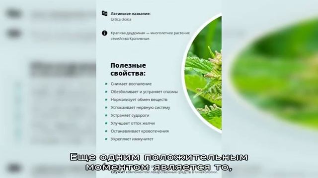 Записи с тегом 'трава' смотреть онлайн