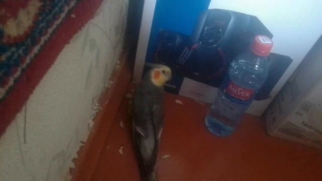 Попугай грызёт стену смотреть онлайн