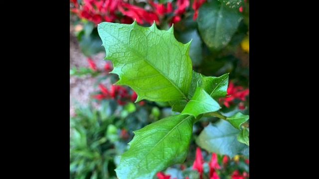 Graptophyllum Iilicifolium (Mt Blackwood Holly) | Must See November