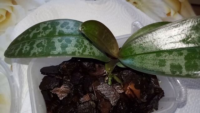 Моя новинка Phalaenopsis stuartiana var. nobilis ( yellow) с листьями в крап и как я её посадила. смотреть онлайн