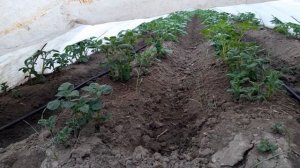 Как вырастить ранний картофель. используя пленку и агроволокно.2022.