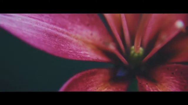 Флакон АЮDreams