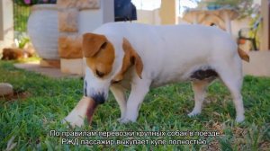 Новые правила перевозки собак в поезде