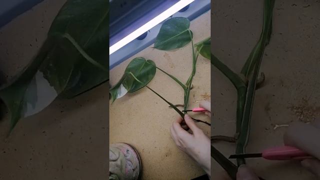 Monstera Alba || Монстера альба смотреть онлайн