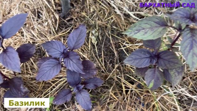 Правила сбора и сушки трав смотреть онлайн