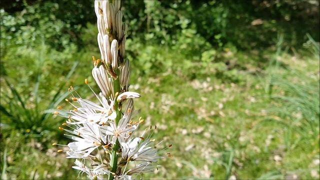 Asphodelus albus ( Gamón - White asphodel) смотреть онлайн